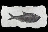 Fossil Fish (Diplomystus) From Inch Layer - Wyoming #108158-1